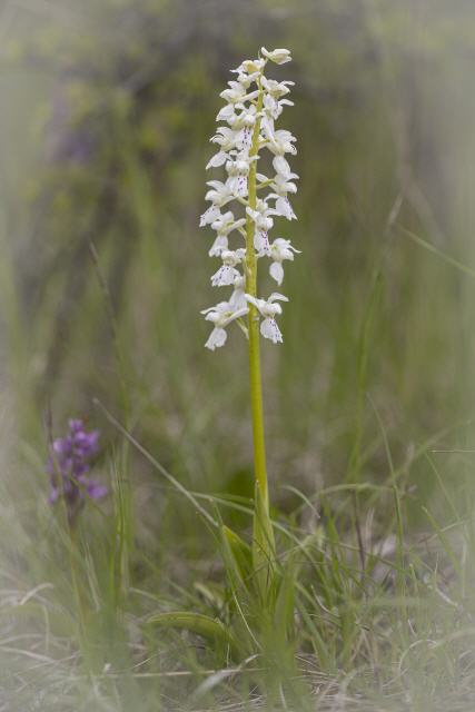 Orchis mascula (Weiße Form)