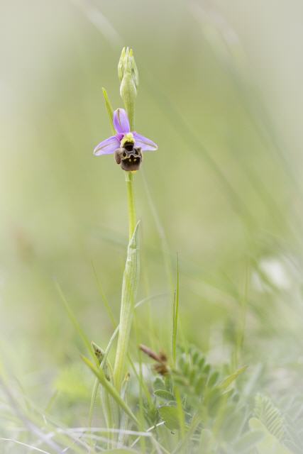Ophrys apifera x Ophrys holoserica