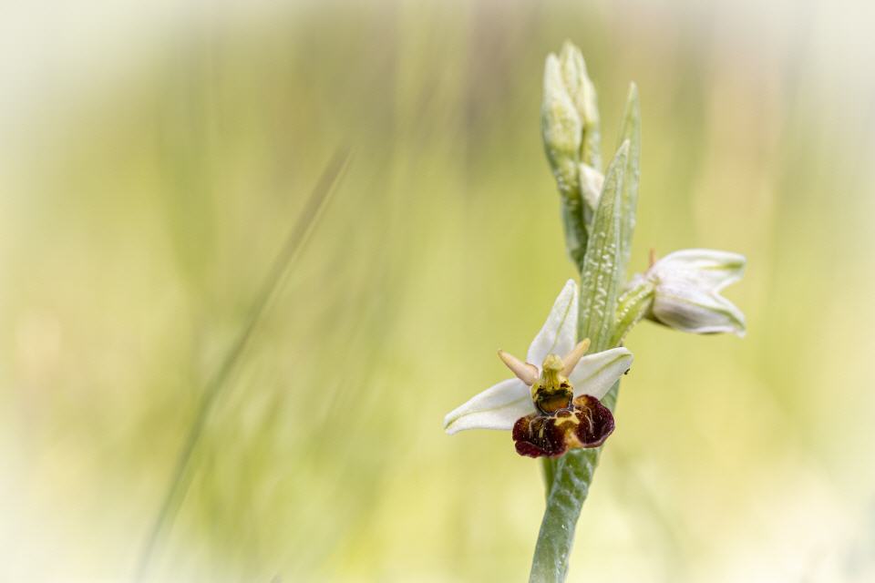 Ophrys holoserica (helle Form)