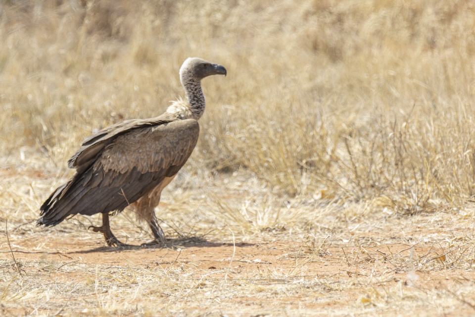 Kappgeier - Namibia