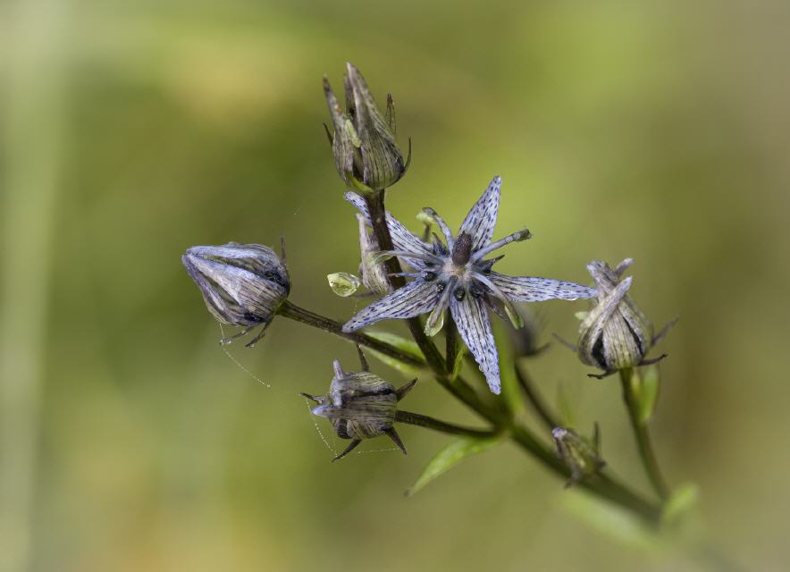 Sumpfenzian (Swertia perennis)