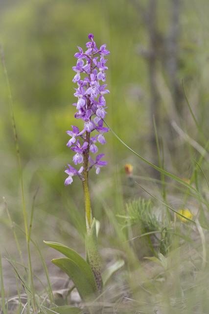 Orchis mascula (Helle Form)