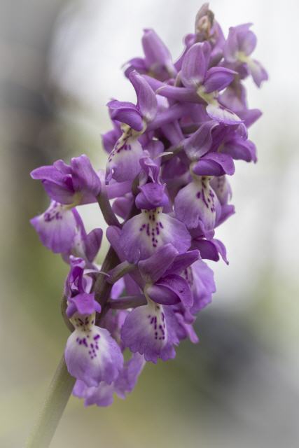 Orchis "hausknechtii" mascula x Orchis pallens