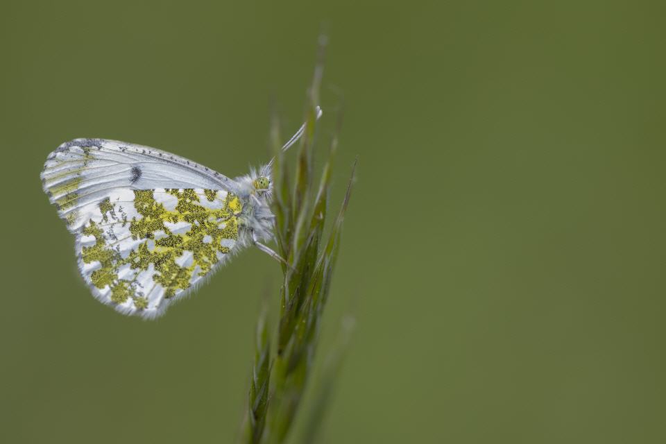 Aurorafalter (Anthocharis cardamines) weibl.