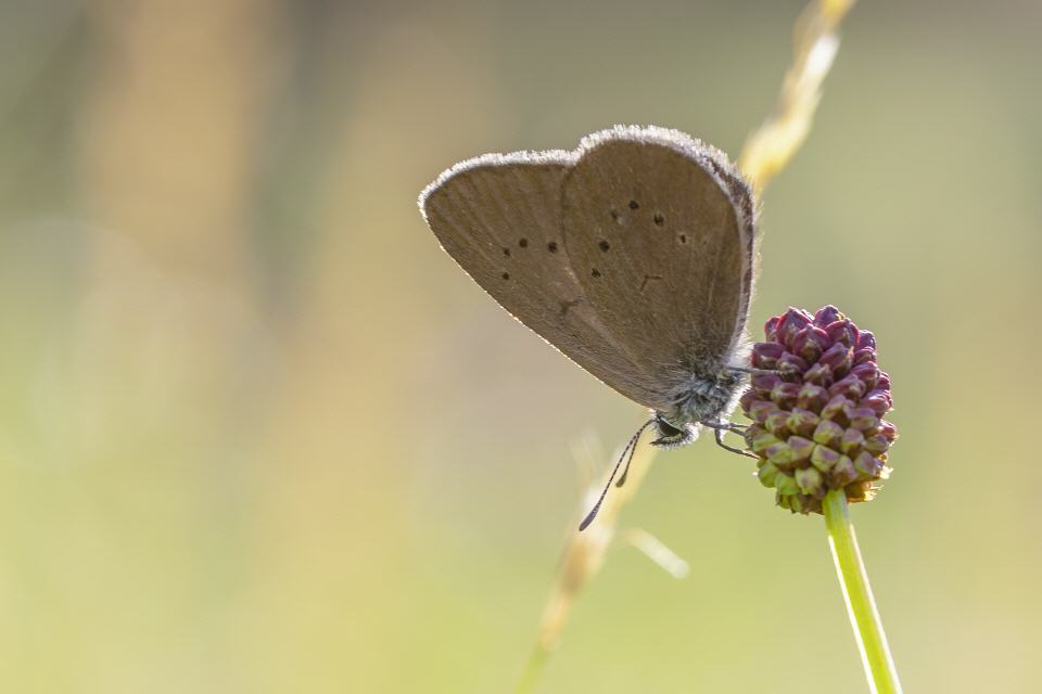 Dunkler Wiesenknopf-Ameisenbläuling (Phengaris nausithous)