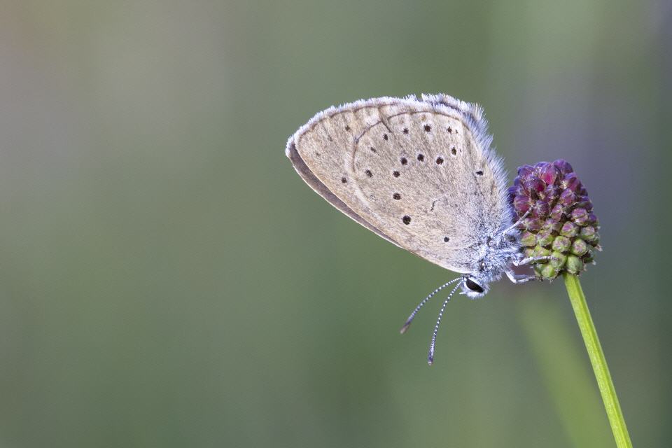 Heller Wiesenknopf-Ameisenbläuling (Phengaris teleius)