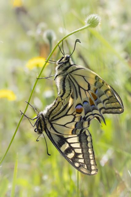 Schwalbenschwanz (Papilio machaon) Paarung