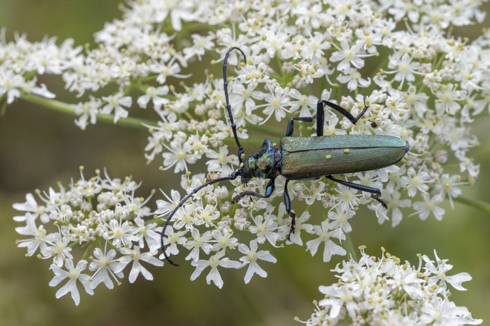 Moschusbock (Aromia moschata)