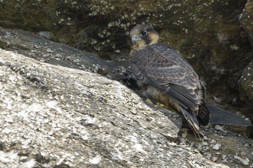 Wanderfalkenjungvogel