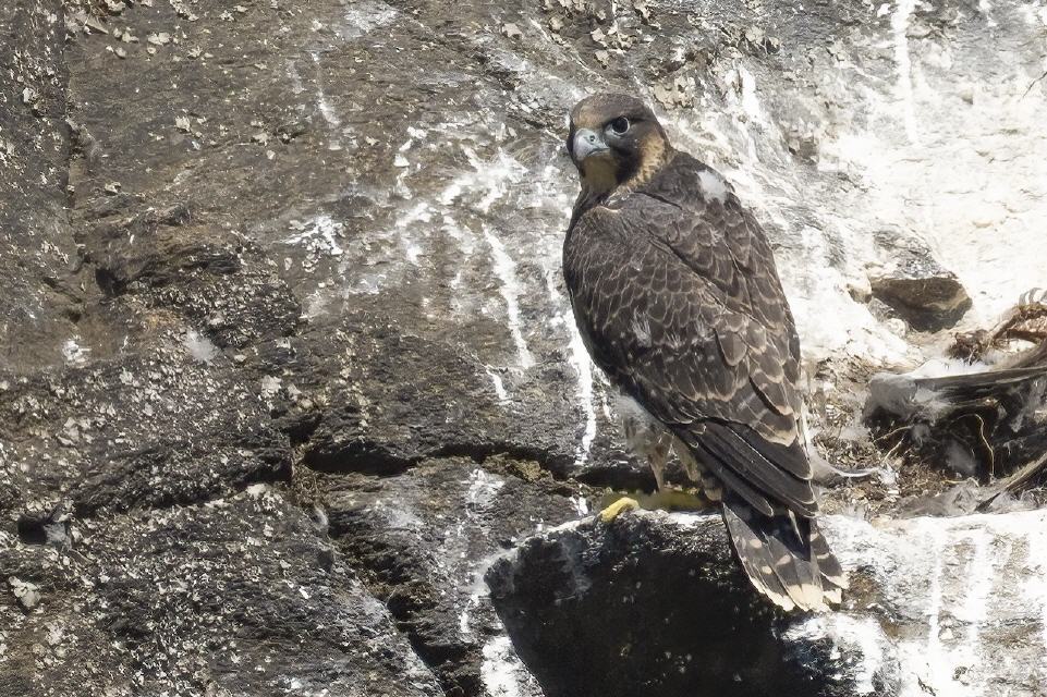 Wanderfalkenjungvogel