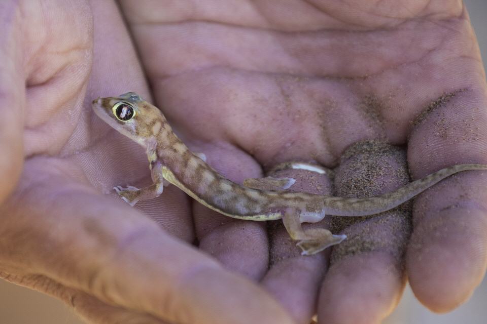 Namibgecko (Pachydactylus rangei) - Namibia