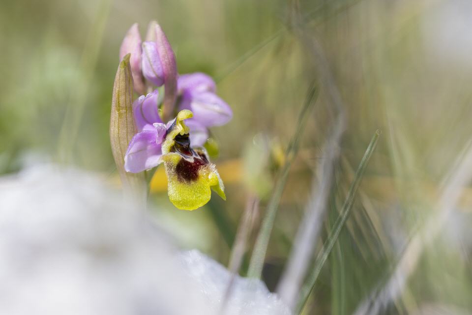 Ophrys tenthredinifera im Schnee