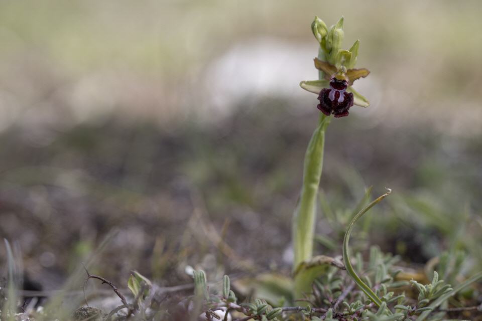 Ophrys hybr. x incubacea