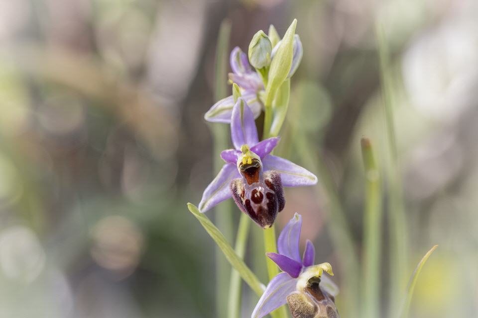 Ophrys fuciflora