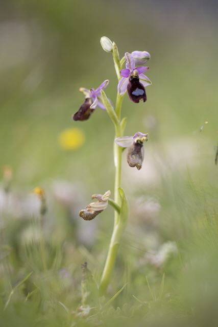 Ophrys biscutella x bertolonii