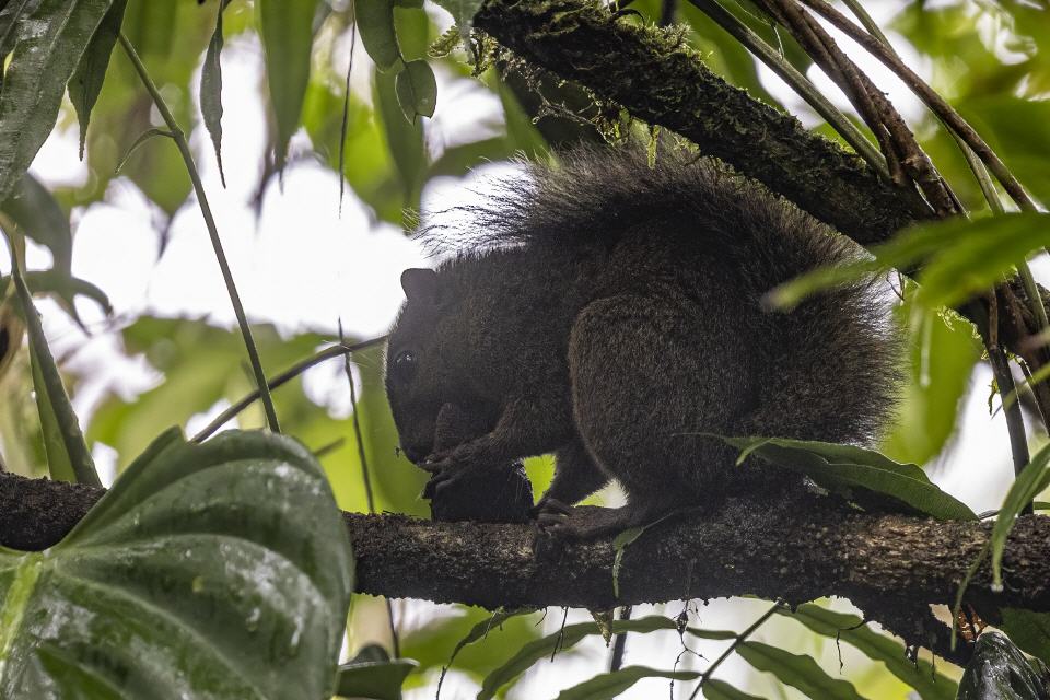 Amazonisches Zwergh&ouml;rnchen