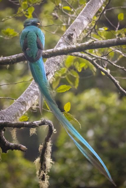 G&ouml;ttervogel Quetzal