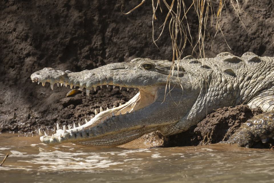 Spitzkrokodil