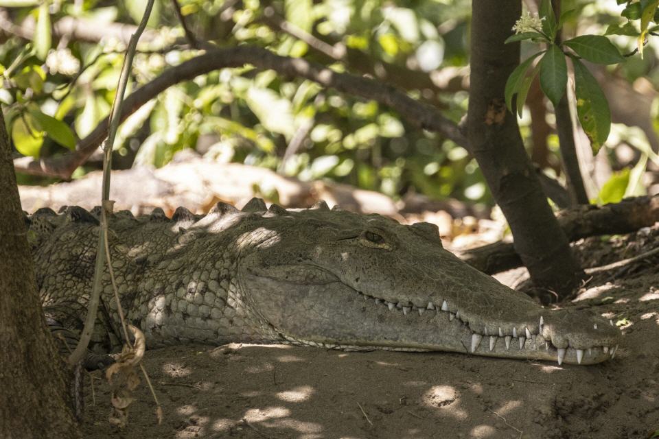 Spitzkrokodil