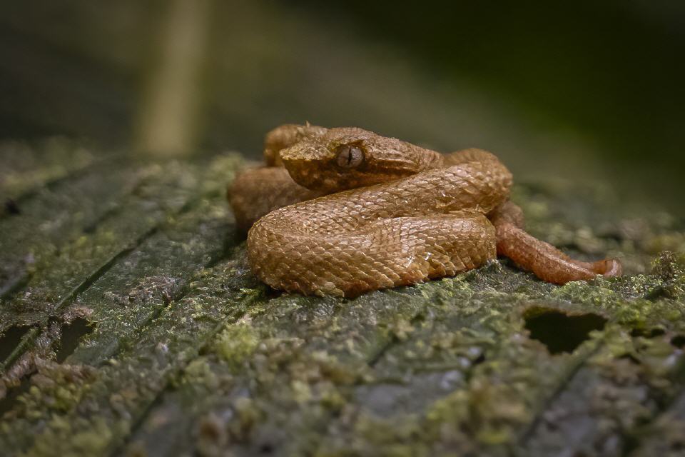 Greifschwanzlanzenotter