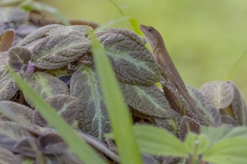 Braunanolis