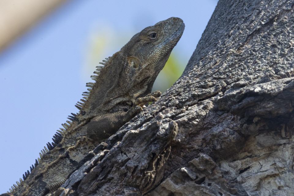 Schwarzleguan