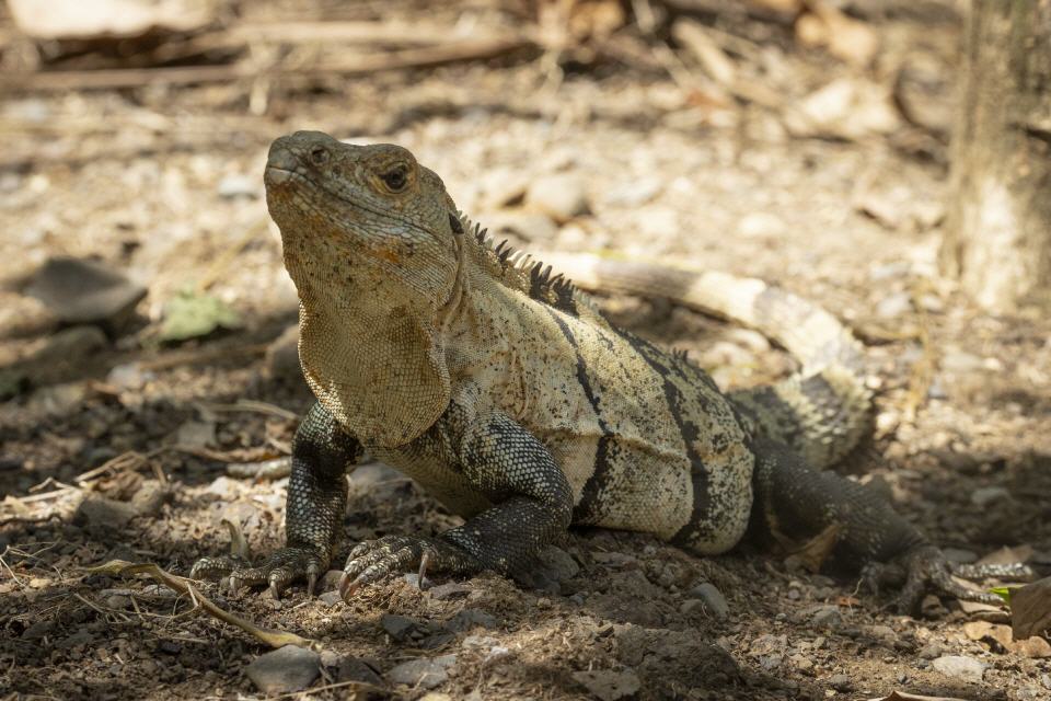 Schwarzleguan
