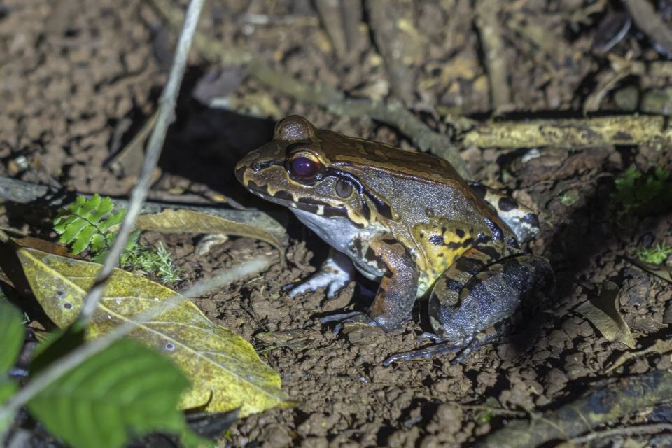 Rauch-Dschungelfrosch