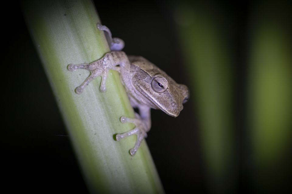 Vierlinienbaumfrosch