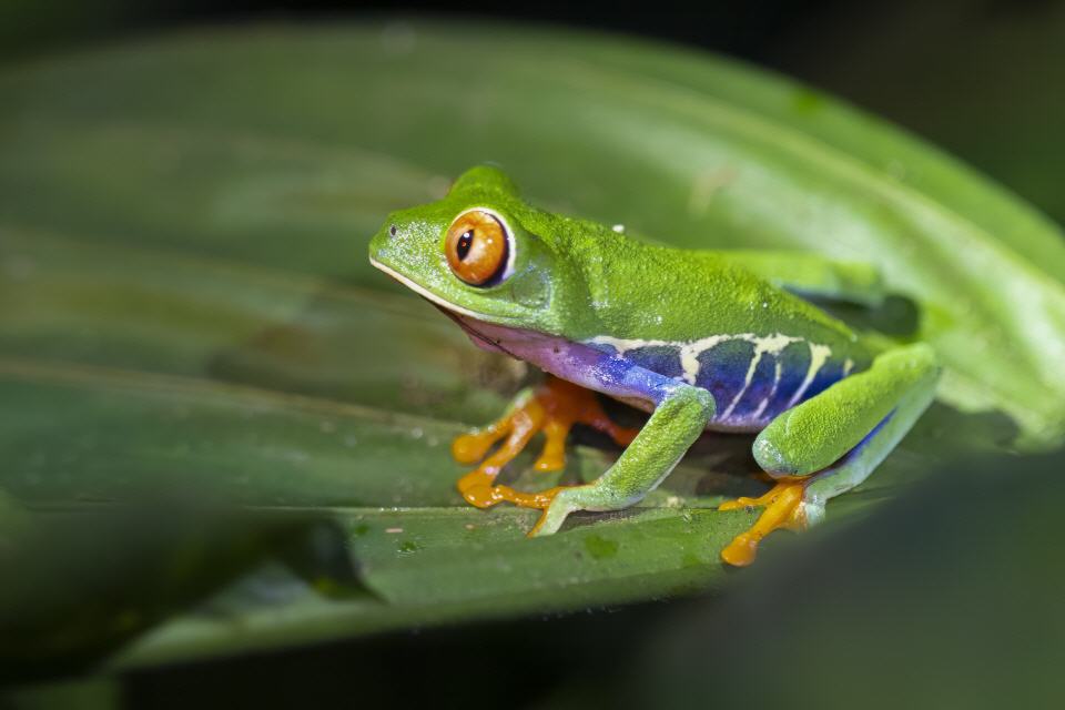 Rotaugenlaubfrosch