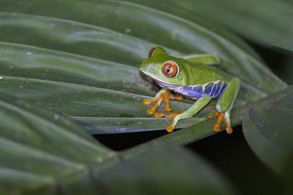 Rotaugenlaubfrosch