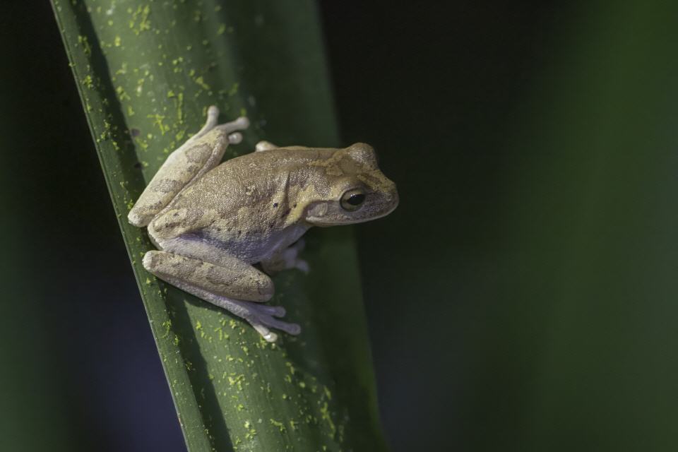 Mexico-Laubfrosch