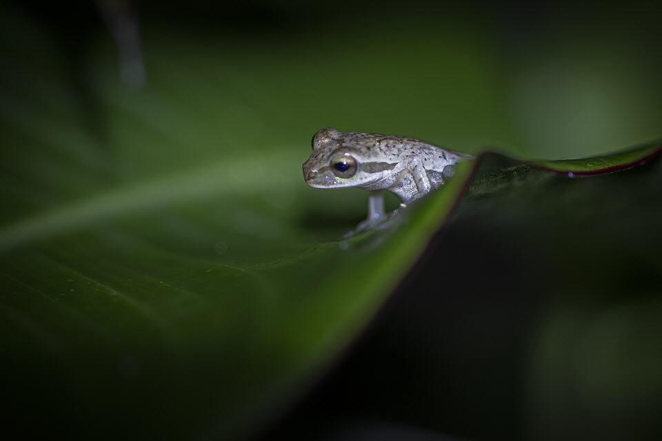 Pinienwaldlaubfrosch
